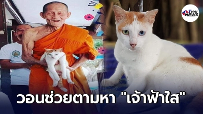 วอนช่วยตามหา "เจ้าฟ้าใส" แมวเลี้ยงคืนหลวงปู่ฮก ถูกคนอุ้มหายไปจากวัด วอนช่วยตามหา "เจ้าฟ้าใส" แมวเลี้ยงคืนหลวงปู่ฮก ถูกคนอุ้มหายไปจากวัด