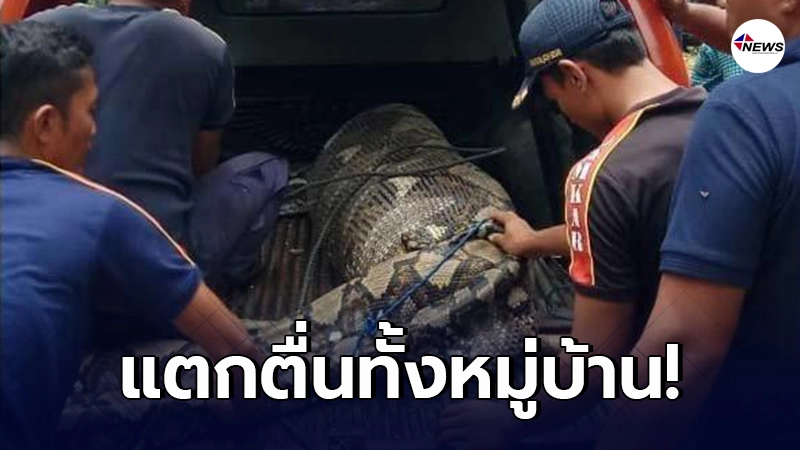 ชาวบ้านผวาหนัก งูเหลือมยักษ์ยาว 7 เมตร นอนท้องป่องกลางคลองอินโด หลังเขมือบเหยื่อเคราะห์ร้ายเข้าไป ชาวบ้านผวาหนัก งูเหลือมยักษ์ยาว 7 เมตร นอนท้องป่องกลางคลองอินโด หลังเขมือบเหยื่อเคราะห์ร้ายเข้าไป