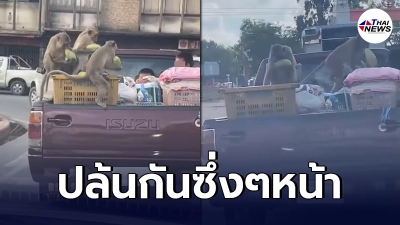 เตือนระวัง ลิงด่านลอย คอยจังหวะรถติด ปล้นของกินท้ายกระบะกันซึ่งๆหน้า