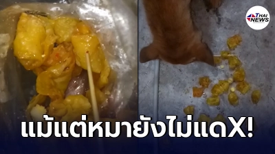 เกี๊ยวทอดเจ้าดัง ลูกค้ากัดไปคำเดียวเข็ด โยนให้หมามันยังไม่กิน เกี๊ยวทอดเจ้าดัง ลูกค้ากัดไปคำเดียวเข็ด โยนให้หมามันยังไม่กิน