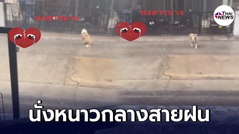 สาวใจดีเห็นสุนัขจร นั่งตากฝนทนความหนาวเย็น รีบร้องเรียกเข้ามาหลบในบ้าน สาวใจดีเห็นสุนัขจร นั่งตากฝนทนความหนาวเย็น รีบร้องเรียกเข้ามาหลบในบ้าน
