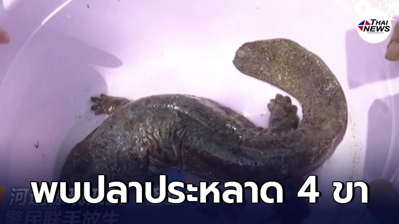 คนงานจีนพบ "ปลาประหลาด 4 ขา" ก่อนพบว่ามันคือสัตว์คุ้มครองระดับชาติ คนงานจีนพบ "ปลาประหลาด 4 ขา" ก่อนพบว่ามันคือสัตว์คุ้มครองระดับชาติ