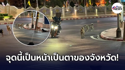 แลนด์มาร์คประจำจังหวัด กลับถูกรายล้อมไปด้วยฝูงหมาจร สุดอันตราย