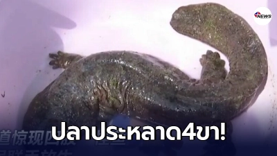 คนงานชาวจีนพบ"ปลาประหลาดมี4ขา"ก่อนรู้มันคือสัตว์คุ้มครองระดับประเทศ คนงานชาวจีนพบ"ปลาประหลาดมี4ขา"ก่อนรู้มันคือสัตว์คุ้มครองระดับประเทศ