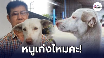 เจ้าของลมแทบจับ สุนัขแสนรักคาบ ยาเสพติด 2,000 เม็ดเข้าบ้าน ต้องรีบแจ้ง ตร. เจ้าของลมแทบจับ สุนัขแสนรักคาบ ยาเสพติด 2,000 เม็ดเข้าบ้าน ต้องรีบแจ้ง ตร.