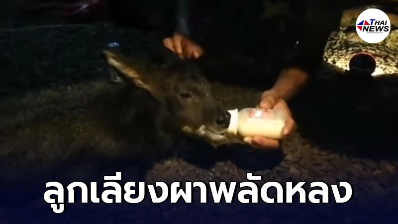 ขหล.แก่งคอย รับลูกเลียงผาพลัดหลงมาดูแล หลังชาวบ้านพบนอนหมดแรงอยู่บนเขา ขหล.แก่งคอย รับลูกเลียงผาพลัดหลงมาดูแล หลังชาวบ้านพบนอนหมดแรงอยู่บนเขา