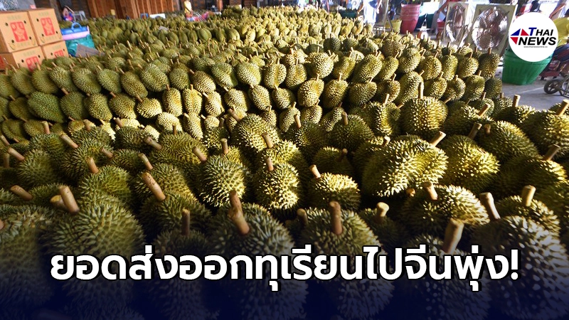 เปิดยอดมูลค่า ไทย"ส่งออกทุเรียน"ไปจีนในไตรมาสแรกของปี เปิดยอดมูลค่า ไทย"ส่งออกทุเรียน"ไปจีนในไตรมาสแรกของปี