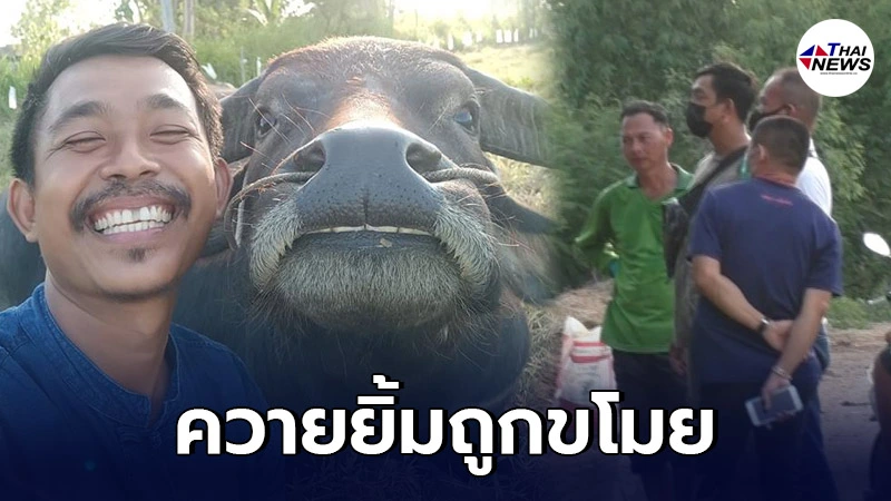 "เจ้าทองคำ" ควายยิ้มที่เคยเป็นข่าวดัง ล่าสุดถูกขโมย เจ้าของวอนช่วยตามหา "เจ้าทองคำ" ควายยิ้มที่เคยเป็นข่าวดัง ล่าสุดถูกขโมย เจ้าของวอนช่วยตามหา