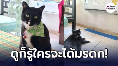 อดีตแมวจรได้นศ.สาวรับเลี้ยง เรียนจบพากลับบ้าน คุณตาถึงกับติดแอร์ให้ อดีตแมวจรได้นศ.สาวรับเลี้ยง เรียนจบพากลับบ้าน คุณตาถึงกับติดแอร์ให้
