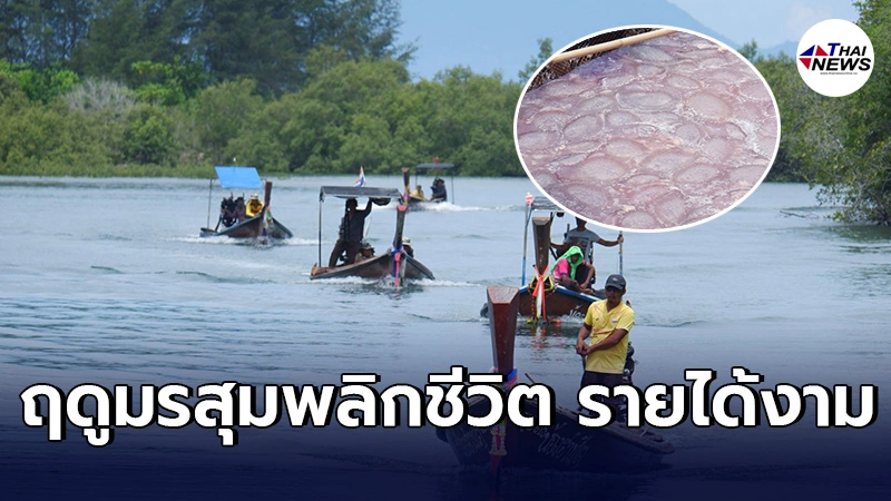 ชาวประมงพื้นบ้านเเห่ออกเรือ ตัก แมงกะพรุนหัวโล้น เงินสะพัดชุมชนวันละเเสน ชาวประมงพื้นบ้านเเห่ออกเรือ ตัก แมงกะพรุนหัวโล้น เงินสะพัดชุมชนวันละเเสน