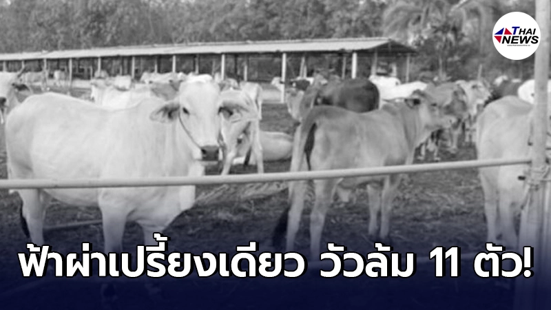 เจ้าของน้ำตาตก ฟ้าผ่าเปรี้ยงเดียววัวล้มยกฝูงค่าเสียหายหลักแสน เจ้าของน้ำตาตก ฟ้าผ่าเปรี้ยงเดียววัวล้มยกฝูงค่าเสียหายหลักแสน