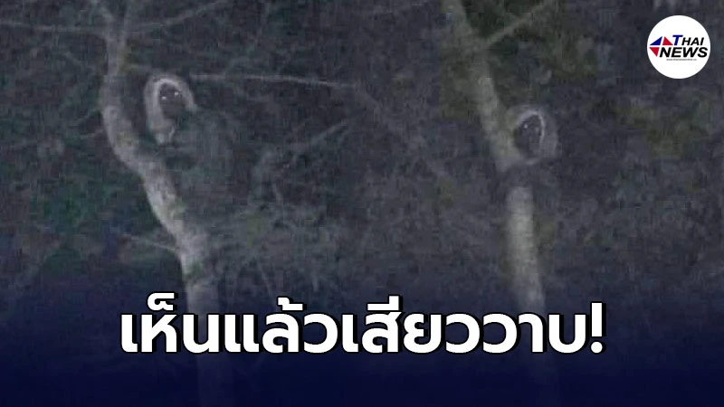 หนุ่มไปกางเต็นท์ เห็นบางอย่างจ้องมองลงมา เจอแบบนี้ต้องทำยังไงครับ