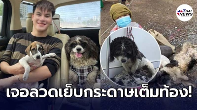 บูม ยุทธภูมิ อัพเดทอาการสุนัข 2ตัวที่ช่วยมาจากป้าขอทาน