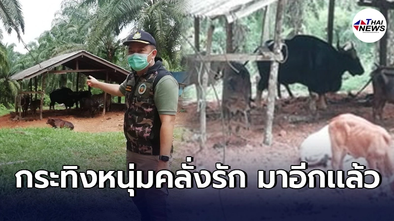 กระทิงหนุ่มคลั่งรักออกนอกพื้นที่ป่าอีกรอบ มาติดพันวัวสาวของชาวบ้าน กระทิงหนุ่มคลั่งรักออกนอกพื้นที่ป่าอีกรอบ มาติดพันวัวสาวของชาวบ้าน
