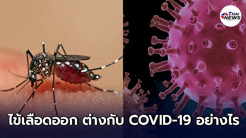 แยกให้ออก โรคไข้เลือดออก อาการแตกต่างกับ COVID-19 อย่างไร แยกให้ออก โรคไข้เลือดออก อาการแตกต่างกับ COVID-19 อย่างไร