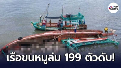 เวทนา เรือขนหมูล่มกลางทะเล กว่า 199 ตัวลอยอืด รอดชีวิตแค่ตัวเดียว