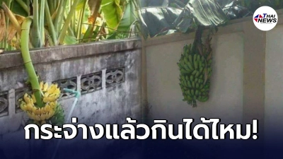 เฉลยแล้ว ผลไม้ข้างบ้าน ล้ำเข้ามาในบ้านเรา เก็บกินได้หรือไม่