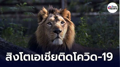 สวนสัตว์ในประเทศอินเดียพบ สิงโตเอเชีย ติดเชื้อโควิด-19