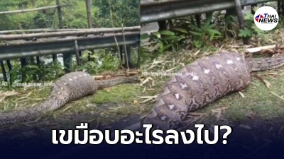 ชาวบ้านแห่ดู งูเหลือมยักษ์ยาว 7 เมตรโผล่ พุงใหญ่จนขยับไม่ได้