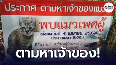 สาวใจบุญ สุดลงทุนขึ้นป้ายติดประกาศ ตามหาเจ้าของแมวพลัดหลง
