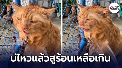 แมวอ้วนนั่งหอบแฮ่ก หลังเจออากาศประเทศไทย จนเจ้าของต้องฉีดน้ำคลายร้อน แมวอ้วนนั่งหอบแฮ่ก หลังเจออากาศประเทศไทย จนเจ้าของต้องฉีดน้ำคลายร้อน