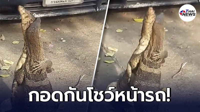 ชาวเน็ตฮือฮา ตัวเงินตัวทอง ยืนกอดกันโชว์ อยู่หน้ารถชาวบ้าน ชาวเน็ตฮือฮา ตัวเงินตัวทอง ยืนกอดกันโชว์ อยู่หน้ารถชาวบ้าน