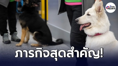 "สุนัขดมกลิ่น" บทบาทสำคัญตัวช่วยสแกนผู้ป่วยโควิด-19 ในสนามบิน