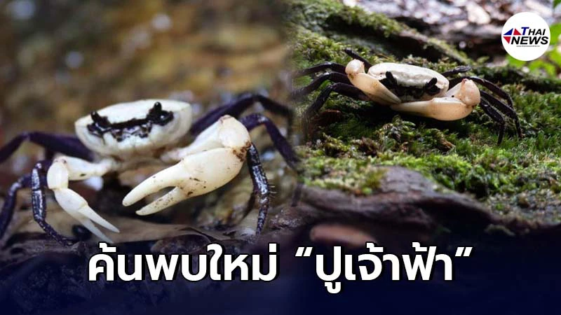 ค้นพบปูชนิดใหม่ที่อุทยานแห่งชาติน้ำตกหงาว ได้ชื่อ "ปูเจ้าฟ้า" ค้นพบปูชนิดใหม่ที่อุทยานแห่งชาติน้ำตกหงาว ได้ชื่อ "ปูเจ้าฟ้า"