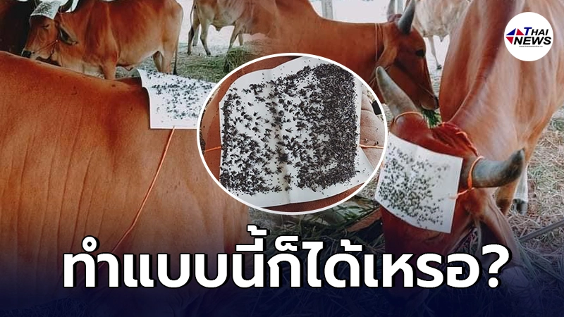หนุ่มหัวใสผุดไอเดีย ปัดรังควานให้น้องวัว หลังเจอกองทัพแมลงรุมตอม หนุ่มหัวใสผุดไอเดีย ปัดรังควานให้น้องวัว หลังเจอกองทัพแมลงรุมตอม