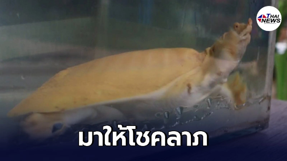 พบตะพาบน้ำสีทอง เดินต้วมเตี้ยมเข้าบ้านตอนฝนตก เจ้าของบ้านเชื่อมาให้โชค