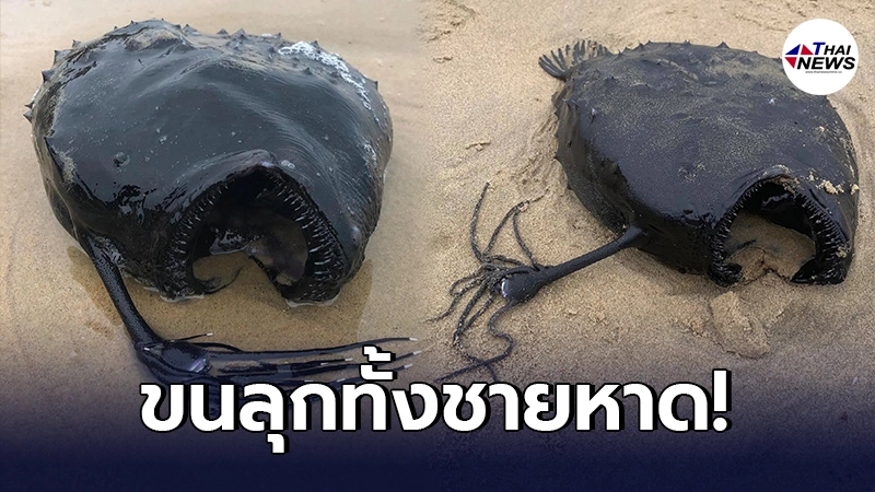 นักท่องเที่ยวผวา พบปลาประหลาด หน้าตาน่าขนลุก เกยตื้นบนชายหาดสหรัฐฯ นักท่องเที่ยวผวา พบปลาประหลาด หน้าตาน่าขนลุก เกยตื้นบนชายหาดสหรัฐฯ
