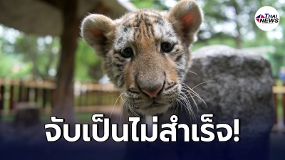 เสือ 2 ตัวจากคณะละครสัตว์ หนีออกจากกรงทำร้ายคนเลี้ยง ก่อนถูกจนท.จีน เสือ 2 ตัวจากคณะละครสัตว์ หนีออกจากกรงทำร้ายคนเลี้ยง ก่อนถูกจนท.จีน