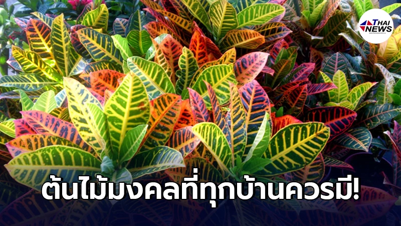 "ต้นโกสน"ต้นไม้ที่ทุกบ้านควรมี ไม่ได้มีดีแค่ความเป็นมงคลเท่านั้น "ต้นโกสน"ต้นไม้ที่ทุกบ้านควรมี ไม่ได้มีดีแค่ความเป็นมงคลเท่านั้น