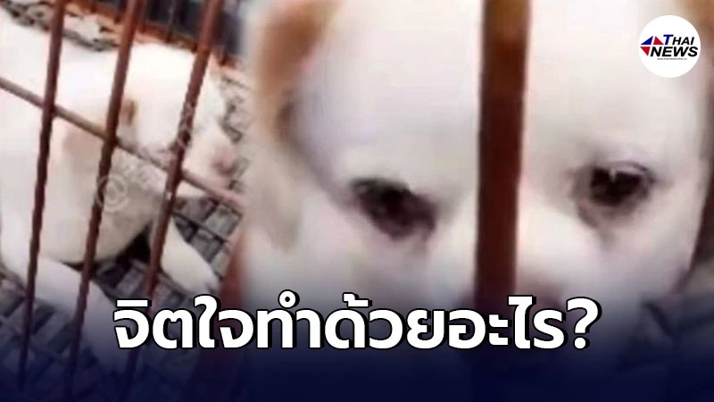 เวทนา ตูบน้อย หลังถูกเจ้าของทิ้ง เพราะไม่อยากจ่ายค่าปรับ เวทนา ตูบน้อย หลังถูกเจ้าของทิ้ง เพราะไม่อยากจ่ายค่าปรับ