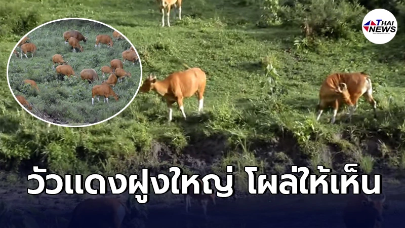คลิปหาดูยาก ฝูงวัวเเดงสัตว์ป่าใกล้สูญพันธุ์ ปรากฎตัวบริเวณโป่งช้างเผือก คลิปหาดูยาก ฝูงวัวเเดงสัตว์ป่าใกล้สูญพันธุ์ ปรากฎตัวบริเวณโป่งช้างเผือก