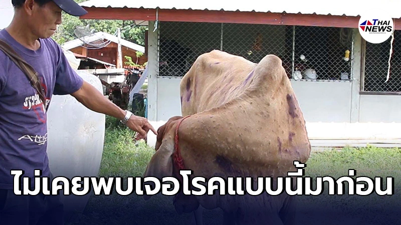 เกษตรกรผวา วัว50ตัวป่วยโรคประหลาด มีตุ่มนูนทั้งตัว น้ำลายยืด ไม่กินอาหาร เกษตรกรผวา วัว50ตัวป่วยโรคประหลาด มีตุ่มนูนทั้งตัว น้ำลายยืด ไม่กินอาหาร