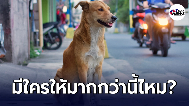 หนุ่มคิดไม่ตก ภายในหมู่บ้านมีหมาจรวิ่งเกลื่อนพื้นที่สาธารณะ 150 ตัว หนุ่มคิดไม่ตก ภายในหมู่บ้านมีหมาจรวิ่งเกลื่อนพื้นที่สาธารณะ 150 ตัว