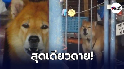 เจ้าของติดโควิดยกครัว ทิ้งตูบเฝ้าบ้าน อดมื้อกินมื้อ รอเจ้าของกลับมา