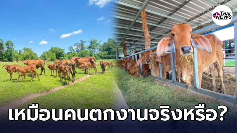 หนุ่มลาออกจาก มนุษย์เงินเดือน กลับบ้านมาเลี้ยงวัว เรียกว่าตกงานหรือ? หนุ่มลาออกจาก มนุษย์เงินเดือน กลับบ้านมาเลี้ยงวัว เรียกว่าตกงานหรือ?