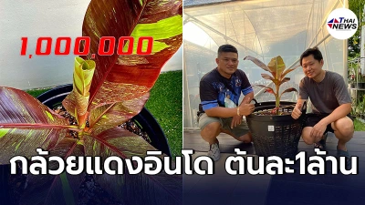 เสี่ยใจถึงควัก1ล้าน ซื้อ"กล้วยเเดงอินโด" ซื้อจริงโอนเงินให้ทันที