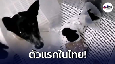 พบสุนัขติดเชื้อไวรัสโควิด19 ตัวแรกในไทย คาดน้องหมาได้รับเชื้อจากเจ้าของ