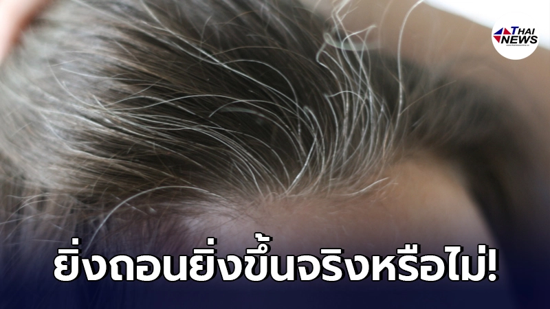 ไขข้อข้องใจ "ผมหงอก" ยิ่งถอนยิ่งขึ้น จริงหรือไม่ หลายคนชอบทำประจำ ไขข้อข้องใจ "ผมหงอก" ยิ่งถอนยิ่งขึ้น จริงหรือไม่ หลายคนชอบทำประจำ