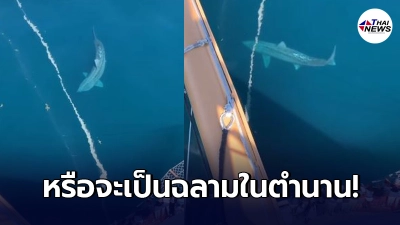 นทท.อเมริกันกรีดร้องตกใจจู่ๆฉลามยักษ์โผล่ว่ายเข้าใกล้เรือ