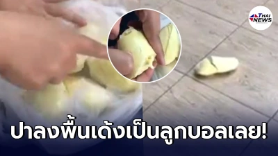 สาวช้ำ อุตส่าห์เสียเงินเพื่อให้ได้กินทุเรียน แต่ได้เนื้อสัมผัสแข็งโป๊ก สาวช้ำ อุตส่าห์เสียเงินเพื่อให้ได้กินทุเรียน แต่ได้เนื้อสัมผัสแข็งโป๊ก