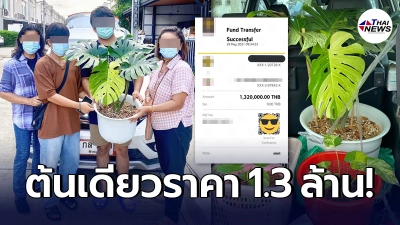เจ้าของปล่อยขายต้นไม้ต้นเดียว มูลค่าสุดโหดถึง 1.3 ล้าน