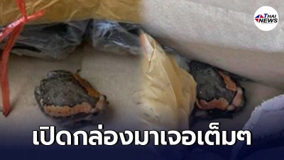 สาวสั่งซื้อต้นไม้ จากร้านค้าออนไลน์ ทางร้านใจดีแถมน้องมาให้ด้วย