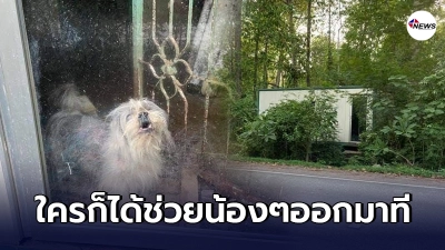 สุนัขนับสิบถูกขังในตู้คอนเทนเนอร์ข้างทางร้อนจัดจนเสียชีวิตไปกว่าครึ่ง