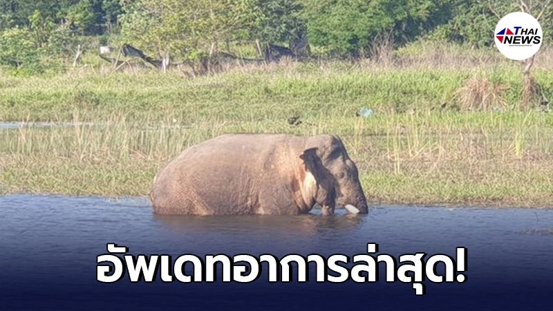 เพจกรมอุทยานฯ อัพเดทอาการล่าสุดช้างป่า ถูกรถบรรทุกสิบล้อพ่วงชนบาดเจ็บ เพจกรมอุทยานฯ อัพเดทอาการล่าสุดช้างป่า ถูกรถบรรทุกสิบล้อพ่วงชนบาดเจ็บ
