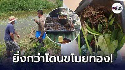 เจ้าของร้านเจ็บใจ โจรในคราบลูกค้าย้อนว่ายน้ำข้ามคลองกลับมาฉกต้นไม้แพง