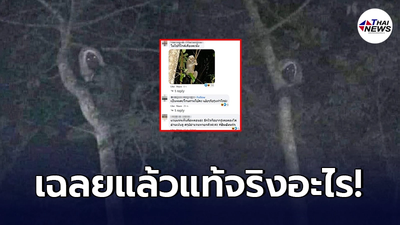 เฉลยแล้ว หนุ่มกางเต็นท์ เจอสายตาปริศนา จ้องมองลงมาน่าขนลุก แท้จริงคืออะไร เฉลยแล้ว หนุ่มกางเต็นท์ เจอสายตาปริศนา จ้องมองลงมาน่าขนลุก แท้จริงคืออะไร